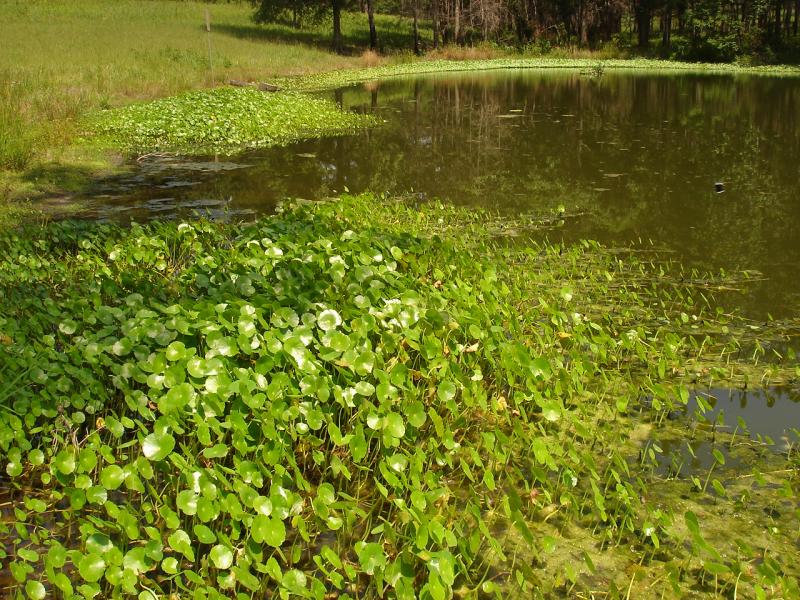 Marsh Pennywort Outdoor Alabama